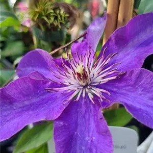 Clematis 'The President'