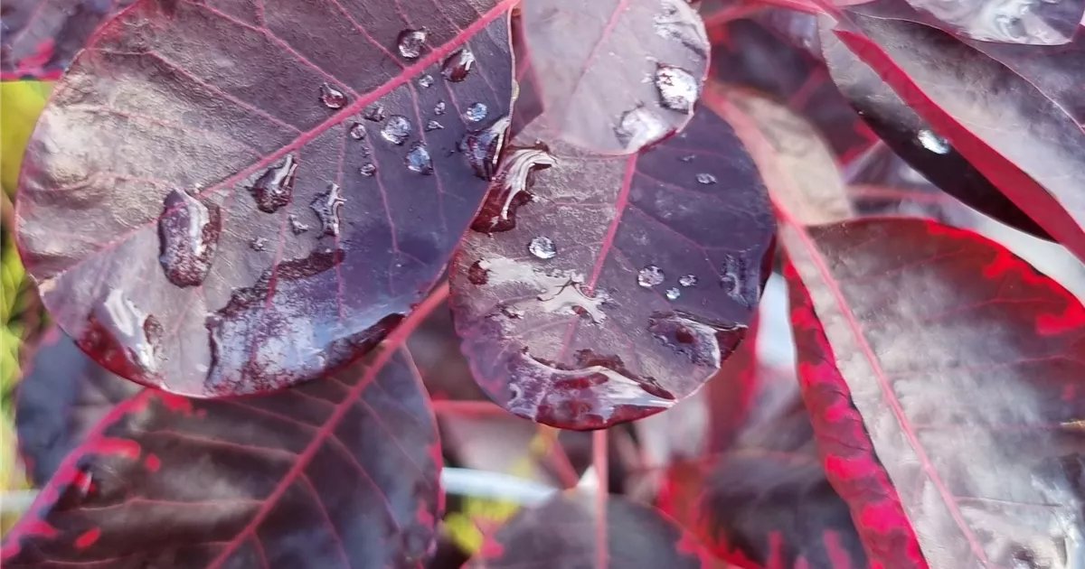 Cotinus coggygria 'Royal Purple'
