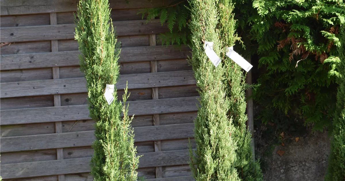 Cupressus sempervirens 'Stricta'