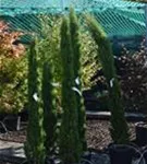 P100198_1.jpg