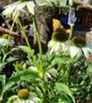 P71404_1.jpg