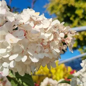 Hydrangea panic. 'Vanille-Fraise' -R-