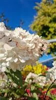 Hydrangea panic. 'Vanille-Fraise' -R-