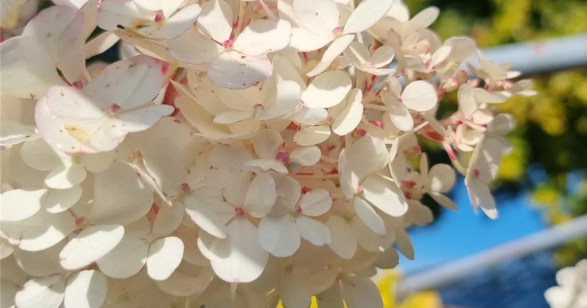 Hydrangea panic. 'Vanille-Fraise' -R-