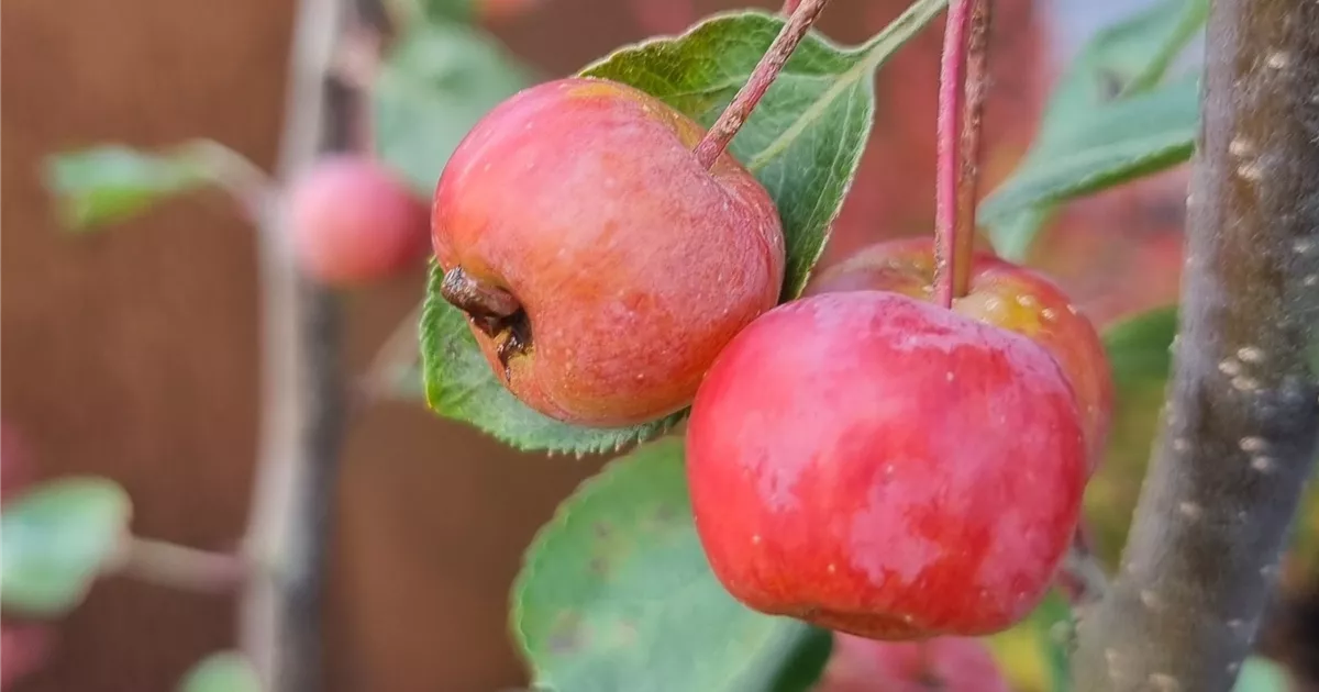Malus 'Evereste' -R-