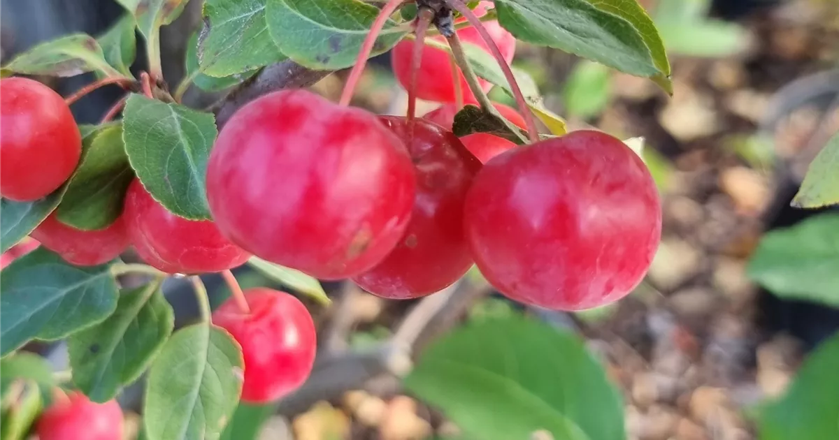 Malus 'Professor Sprenger'