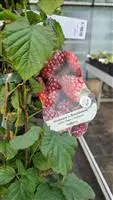 Rubus 'Tayberry Medana' -R- CAC