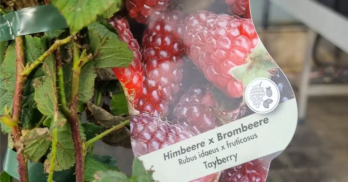 Rubus 'Tayberry Medana' -R- CAC