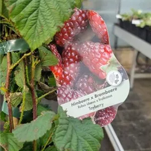 Rubus 'Tayberry Medana' -R- CAC