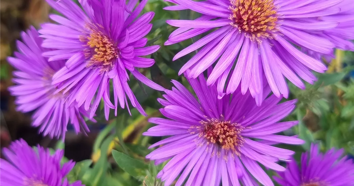 Aster novae-angliae 'Purple Dome'