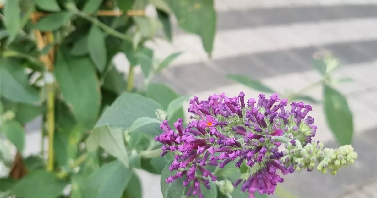 Buddleja davidii 'Flower Power' -R-
