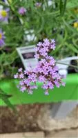 Verbena bonariensis 'Lollipop' -R-