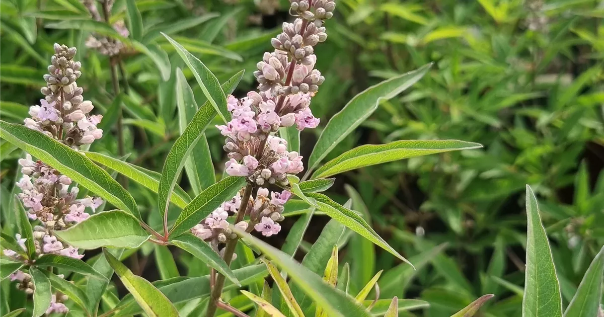 Vitex agnus-castus 'Pink Pinnacle' -R-