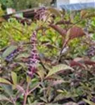 P2000745_1.jpg
