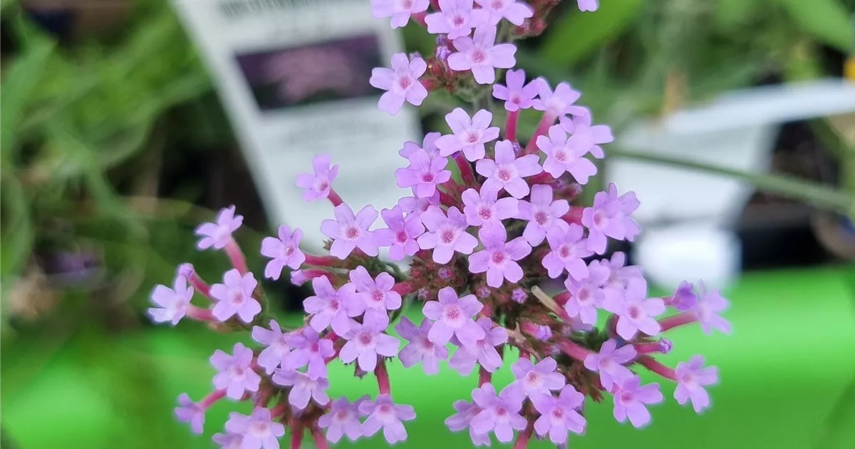 Achillea millefolium 'Cerise Queen'
