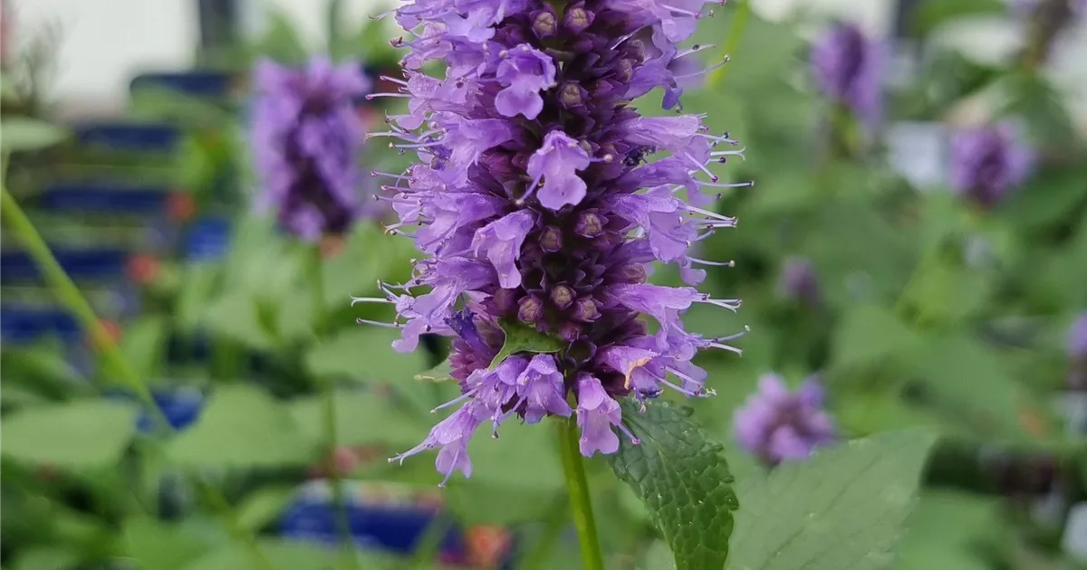 Agastache rugosa 'Black Adder'