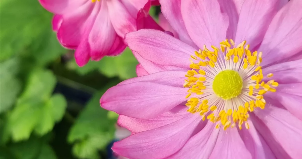 Anemone japonica 'Bressingham Glow'