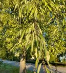 P46740_3.jpg
