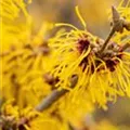 Hamamelis x intermedia 'Barmstedt´s Gold'