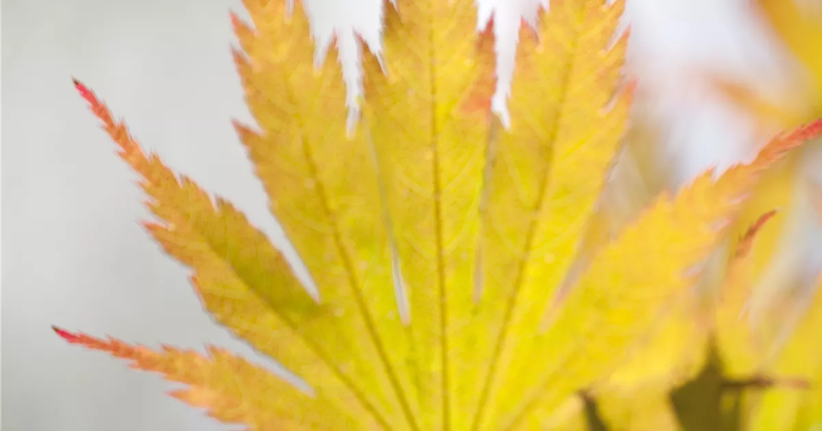 Acer palmatum 'Ariadne'