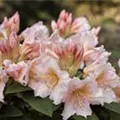 Rhododendron 'Gloria'