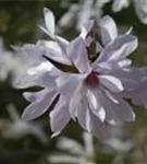 GS620835.jpg