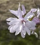 GS620834.jpg