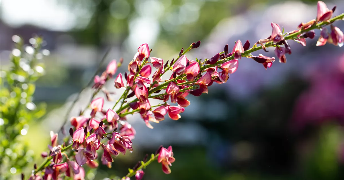 Cytisus praecox 'Hollandia'