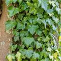 Hedera helix