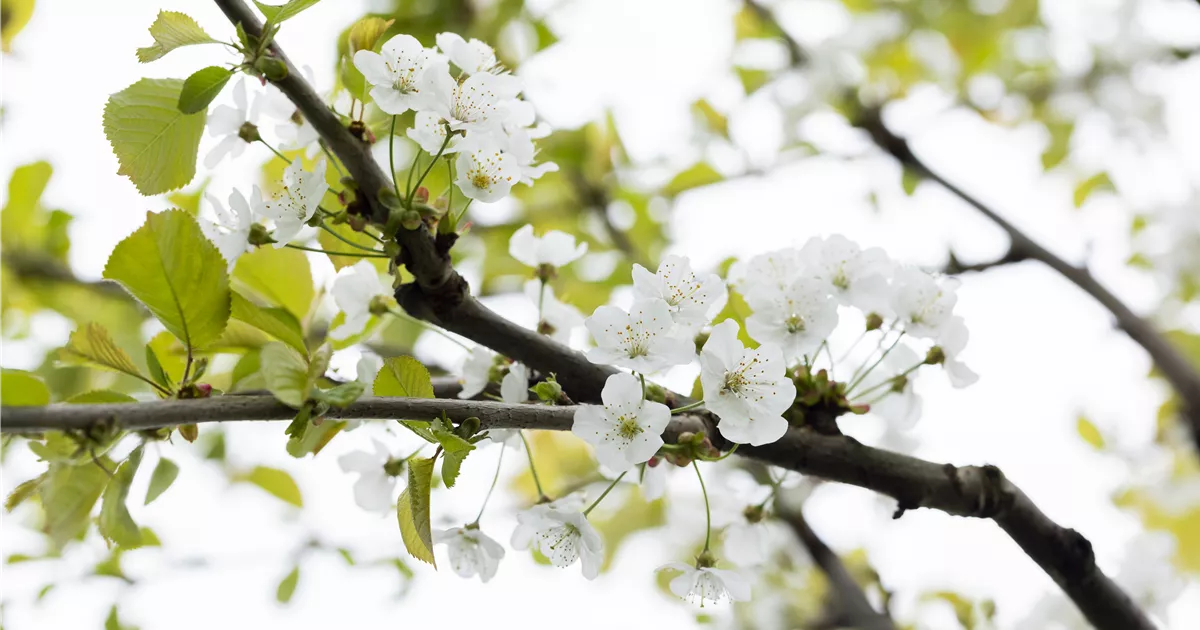 Prunus av.'Büttners Rt. Knorpelk' CAC