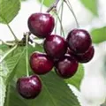 Prunus avium 'Große Schwarze Knorpelkirsche'