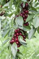 Prunus av.'Lapins' CAC