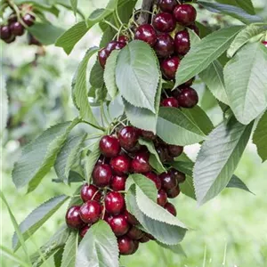 Prunus av.'Lapins' CAC