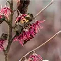 Hamamelis vernalis 'Washington Park'