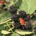 Rubus fruticosus