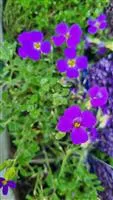Aubrieta x cult.'Hamburger Stadtpark'