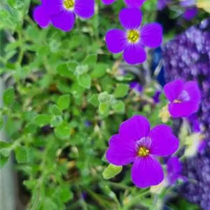 Aubrieta x cult.'Hamburger Stadtpark'