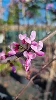 Cercis canadensis 'Forest Pansy'