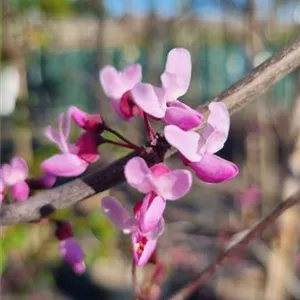 Cercis canadensis 'Forest Pansy'