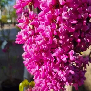 Cercis chinensis 'Avondale'