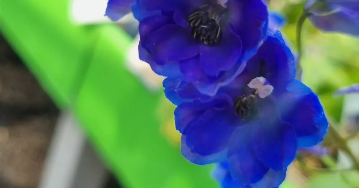 Delphinium Pacific 'Blue Bird'