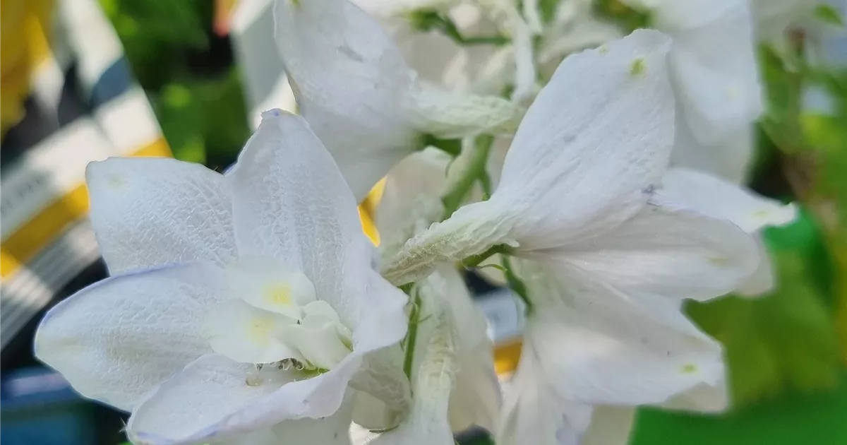 Delphinium Pacific 'Galahad'