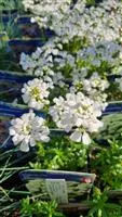 Iberis sempervirens 'Snowflake'