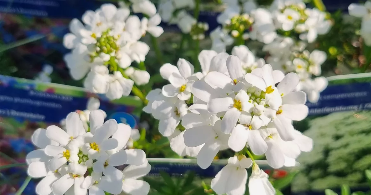 Iberis sempervirens 'Snowflake'