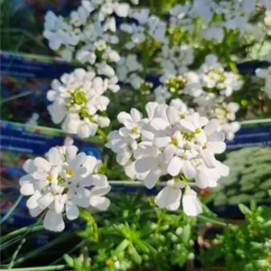 Iberis sempervirens 'Snowflake'