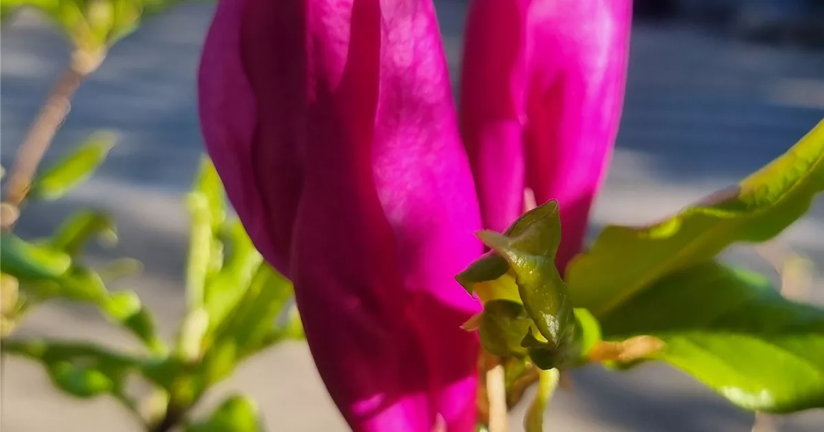 Magnolia 'Susan'