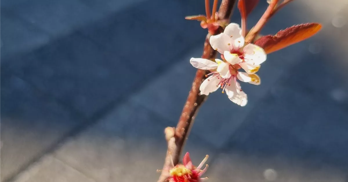 Prunus cistena