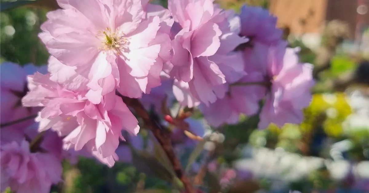 Prunus serrulata 'Kanzan'