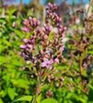 P4818_1.jpg