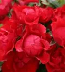 Black_Forest_Rose_2.JPG